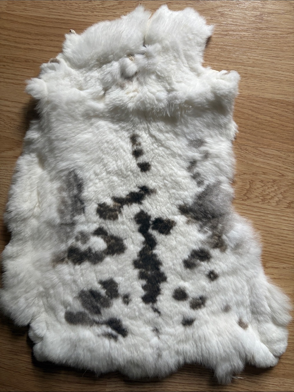 B0211 Rex rabbit hide